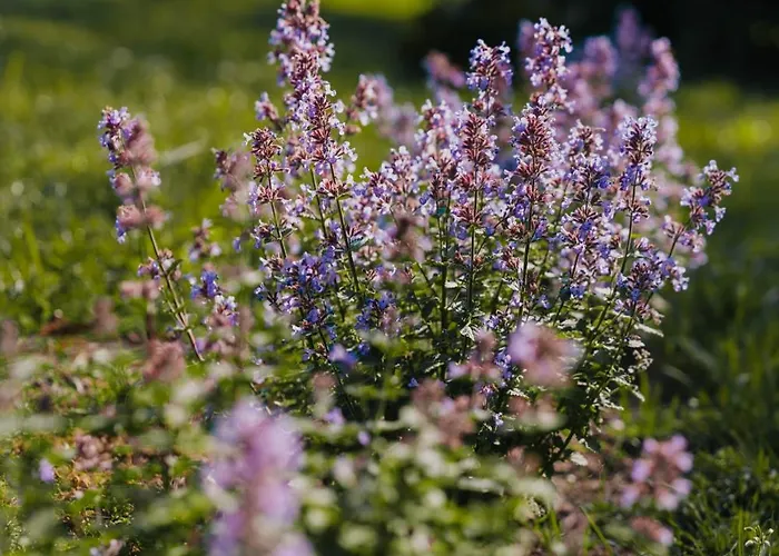 Vila Na Koncu Swiata Smetowo Smetowo Chmielenskie